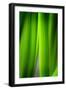 Green Leaf Curtains-Philippe Sainte-Laudy-Framed Photographic Print