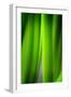 Green Leaf Curtains-Philippe Sainte-Laudy-Framed Photographic Print