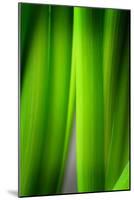 Green Leaf Curtains-Philippe Sainte-Laudy-Mounted Photographic Print