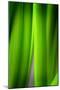 Green Leaf Curtains-Philippe Sainte-Laudy-Mounted Photographic Print