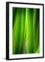 Green Leaf Curtains-Philippe Sainte-Laudy-Framed Photographic Print