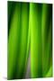 Green Leaf Curtains-Philippe Sainte-Laudy-Mounted Photographic Print