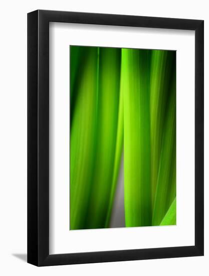 Green Leaf Curtains-Philippe Sainte-Laudy-Framed Photographic Print