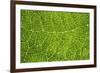 Green Leaf Texture-Cora Niele-Framed Photographic Print