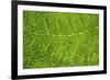 Green Leaf Texture-Cora Niele-Framed Photographic Print