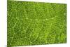 Green Leaf Texture-Cora Niele-Mounted Photographic Print