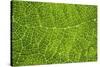 Green Leaf Texture-Cora Niele-Stretched Canvas