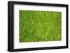 Green Leaf Texture-Cora Niele-Framed Photographic Print