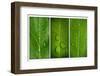Green Leaf Triptych-Steve Gadomski-Framed Photographic Print