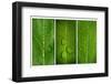 Green Leaf Triptych-Steve Gadomski-Framed Photographic Print