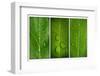 Green Leaf Triptych-Steve Gadomski-Framed Photographic Print