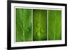 Green Leaf Triptych-Steve Gadomski-Framed Photographic Print