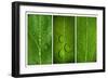 Green Leaf Triptych-Steve Gadomski-Framed Photographic Print