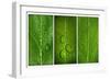 Green Leaf Triptych-Steve Gadomski-Framed Photographic Print