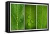 Green Leaf Triptych-Steve Gadomski-Framed Stretched Canvas