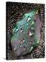 Green Leaf with Water Drops-Jody Miller-Stretched Canvas