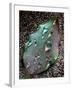 Green Leaf with Water Drops-Jody Miller-Framed Photographic Print