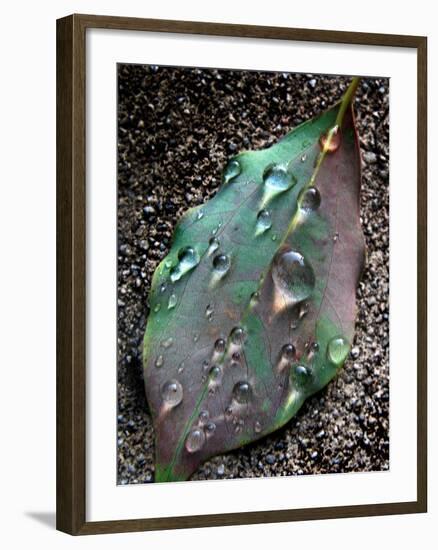 Green Leaf with Water Drops-Jody Miller-Framed Photographic Print