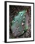 Green Leaf with Water Drops-Jody Miller-Framed Photographic Print