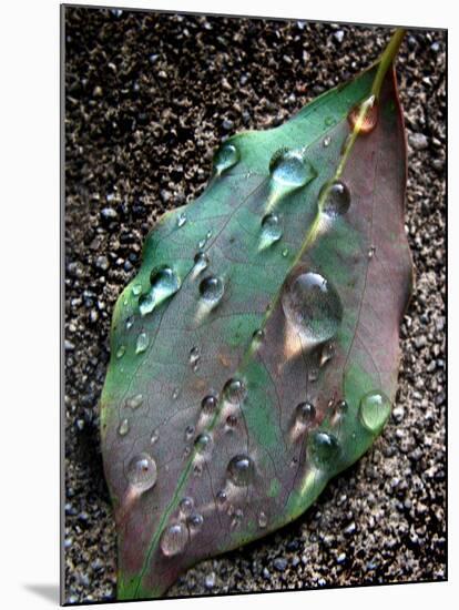 Green Leaf with Water Drops-Jody Miller-Mounted Photographic Print