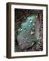 Green Leaf with Water Drops-Jody Miller-Framed Photographic Print