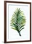 Green Leaf-Elizabeth Medley-Framed Art Print