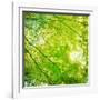 Green Leaves 001-Tom Quartermaine-Framed Giclee Print