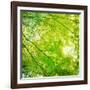 Green Leaves 001-Tom Quartermaine-Framed Giclee Print