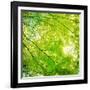 Green Leaves 001-Tom Quartermaine-Framed Giclee Print