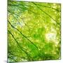 Green Leaves 001-Tom Quartermaine-Mounted Giclee Print