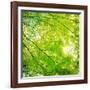 Green Leaves 001-Tom Quartermaine-Framed Giclee Print