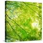 Green Leaves 001-Tom Quartermaine-Stretched Canvas