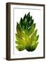 Green Leaves I-Elizabeth Medley-Framed Art Print