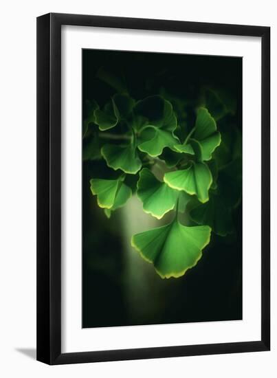 Green Leaves of Ginkgo-Philippe Sainte-Laudy-Framed Premium Photographic Print