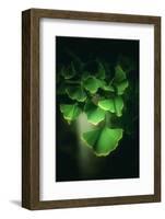 Green Leaves of Ginkgo-Philippe Sainte-Laudy-Framed Photographic Print