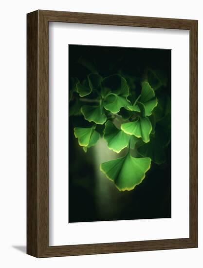 Green Leaves of Ginkgo-Philippe Sainte-Laudy-Framed Photographic Print