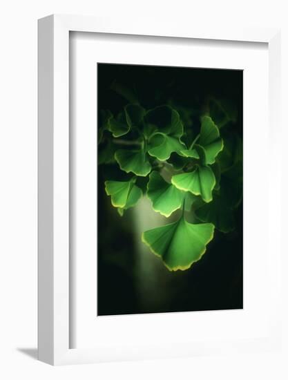 Green Leaves of Ginkgo-Philippe Sainte-Laudy-Framed Photographic Print