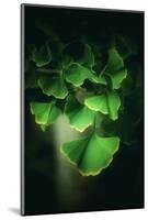 Green Leaves of Ginkgo-Philippe Sainte-Laudy-Mounted Photographic Print