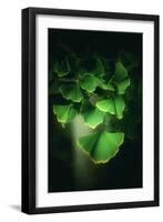 Green Leaves of Ginkgo-Philippe Sainte-Laudy-Framed Photographic Print