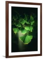 Green Leaves of Ginkgo-Philippe Sainte-Laudy-Framed Photographic Print