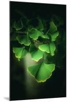 Green Leaves of Ginkgo-Philippe Sainte-Laudy-Mounted Photographic Print