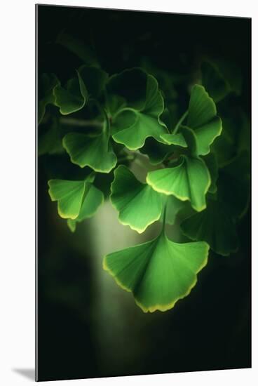 Green Leaves of Ginkgo-Philippe Sainte-Laudy-Mounted Premium Photographic Print