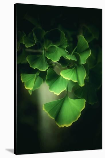 Green Leaves of Ginkgo-Philippe Sainte-Laudy-Stretched Canvas