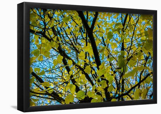 Green Leaves on Blue Sky B/W-null-Framed Poster