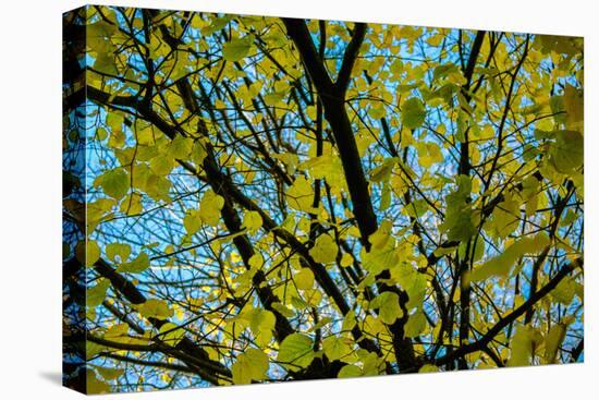 Green Leaves on Blue Sky B/W-null-Stretched Canvas