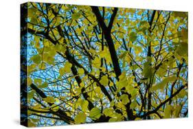 Green Leaves on Blue Sky B/W-null-Stretched Canvas