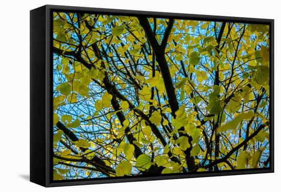 Green Leaves on Blue Sky B/W-null-Framed Stretched Canvas
