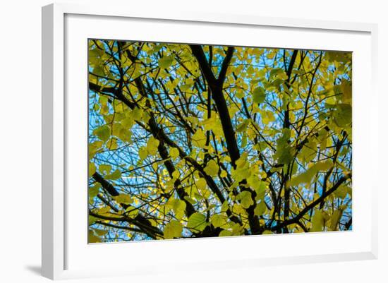 Green Leaves on Blue Sky B/W-null-Framed Photo