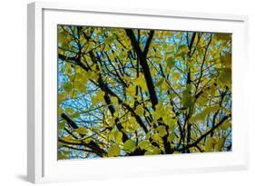 Green Leaves on Blue Sky B/W-null-Framed Photo