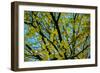 Green Leaves on Blue Sky B/W-null-Framed Photo